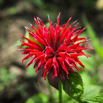 Monarda Didyma Seeds – Scarlet Bee Balm