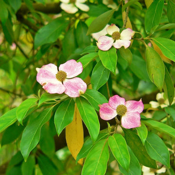 Dogwood Seeds – Pink
