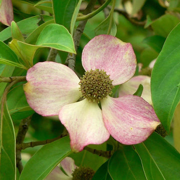 Dogwood Seeds – Pink