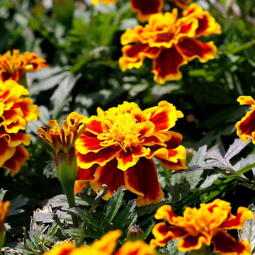 Marigold Seeds – Durango Bee