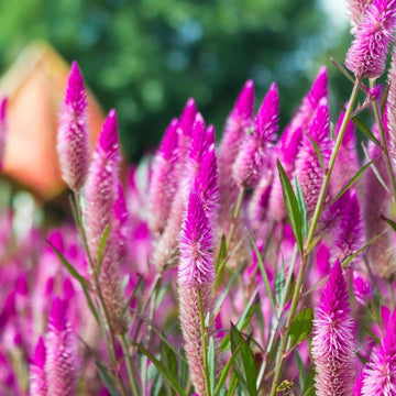 Celosia Seeds – Flamingo Feather