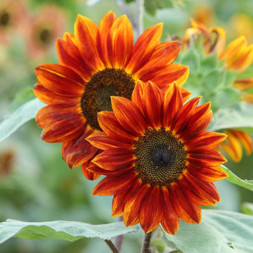 Sunflower Seeds – Orange