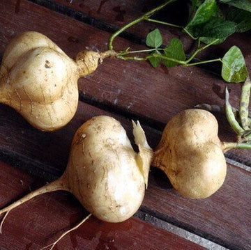 Yam Seeds