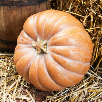 Squash Seeds – Amish Pie