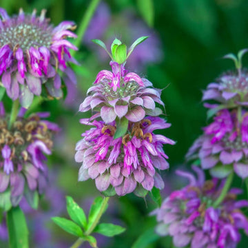 Mint Seeds – Pink