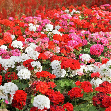 Geranium Seeds – Pelargonium