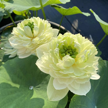 Lotus Seeds -  Exotic Collector’s