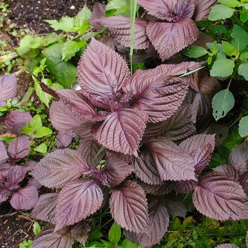 Perilla Seeds