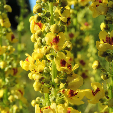 Verbascum Thapsus Seeds – Yellow Common Mullein