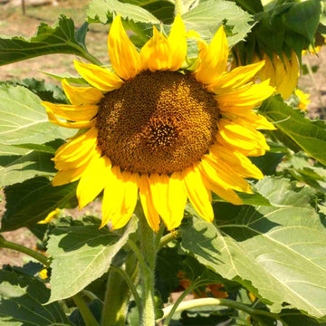 Sunflower Garden Seeds -Dwarf Sunspot
