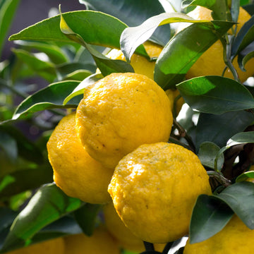 Citron Seeds – Traditional