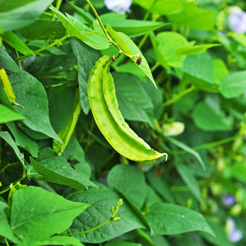 Winged Bean Seeds – Green
