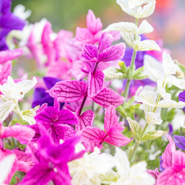 Clary Sage Seeds – Salvia viridis horminum