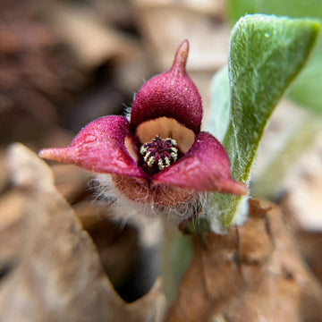 Wild Ginger Seeds – Asarum Canadense