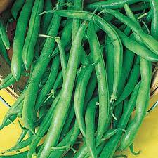 Blue Lake Pole Bean Seeds