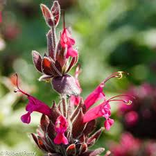 California Hummingbird Sage Seeds – Magenta Red