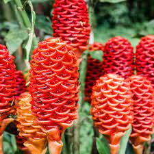 Ginger Seeds – Perennial