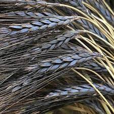 Wheat Seeds – Black