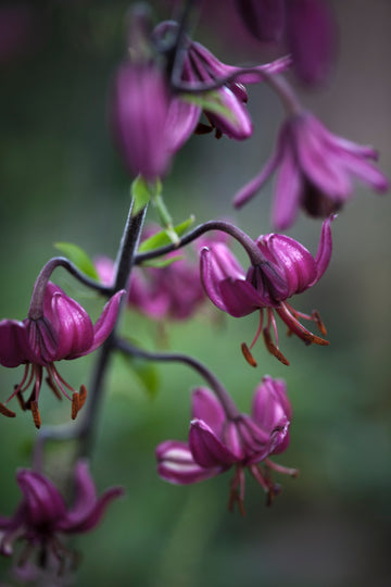 Cuphea Seeds – Purple Passion