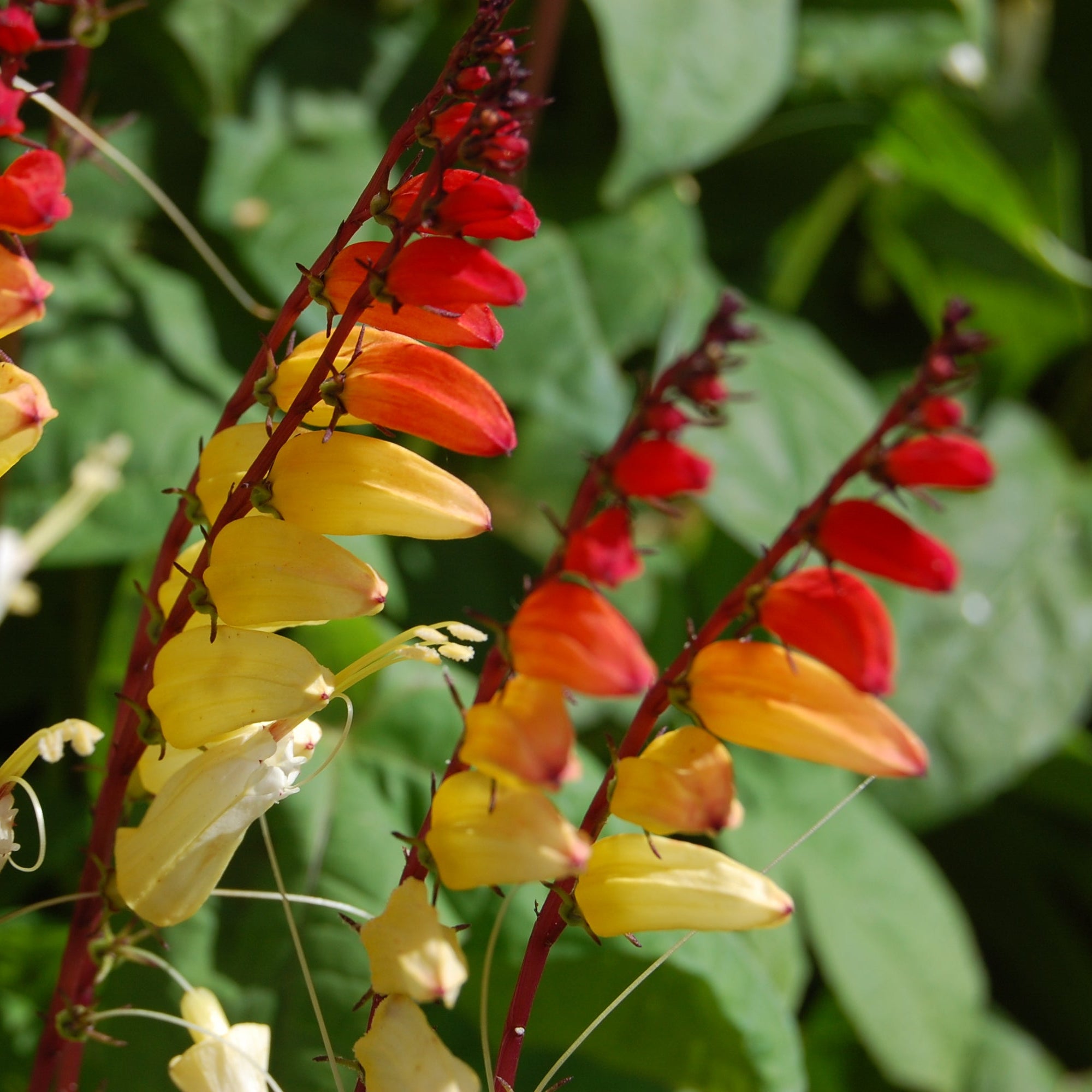 Ipomoea Seeds – Lobata