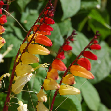Ipomoea Seeds – Lobata