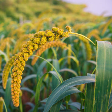 Millet Seeds – White Proso