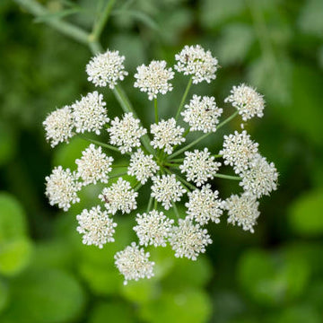 Anise Seeds