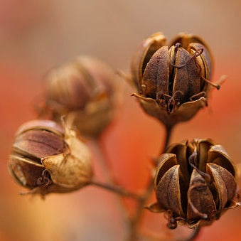 Brown Myrtle Seeds