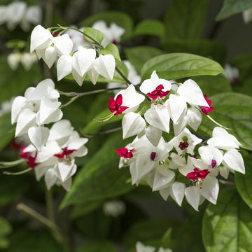 Clerodendrum Thomsoniae Seeds – Bleeding Heart Vine