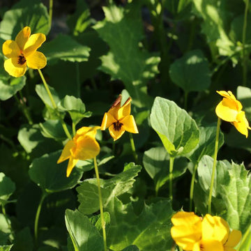 Johnny Jump Up Seeds – Yellow