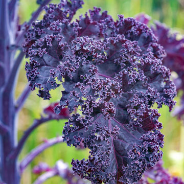 Kale Seeds – Red Veins Scarlet