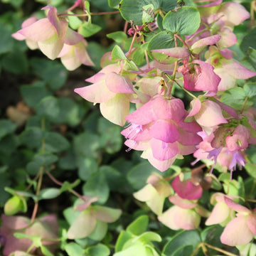 Origanum Seeds – Kirigami