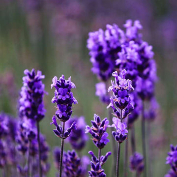 Lavender Seeds