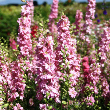 Larkspur Seeds – Rose Queen