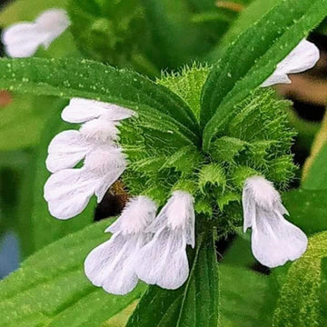 Leucas Aspera Seeds – White Donda