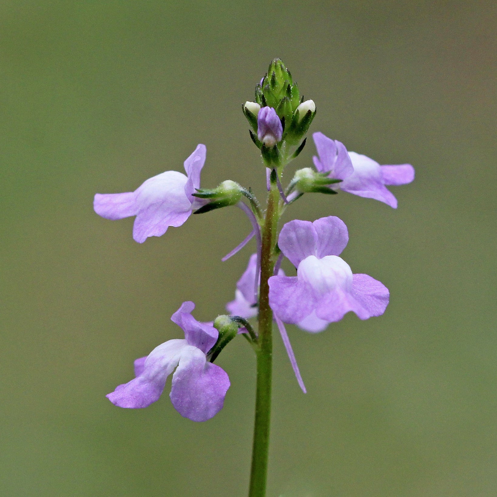 Toadflax Seeds – Blue Linaria Canadensis