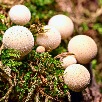 Puffball Mushroom Seeds