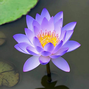Lotus Seeds - Highly Aromatic, Fragrant
