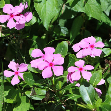 Catharanthus Roseus Seeds – Madagascar Periwinkle