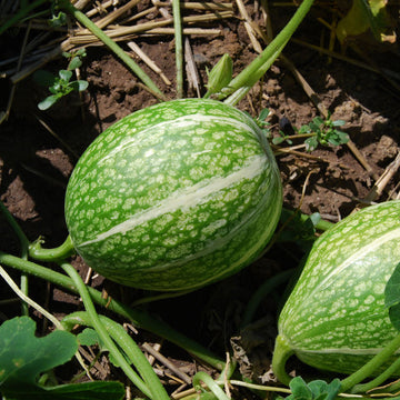 Fig Leaf Gourd Seeds – Chilacayote