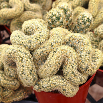 Brain Cactus Seeds – Rare Crested