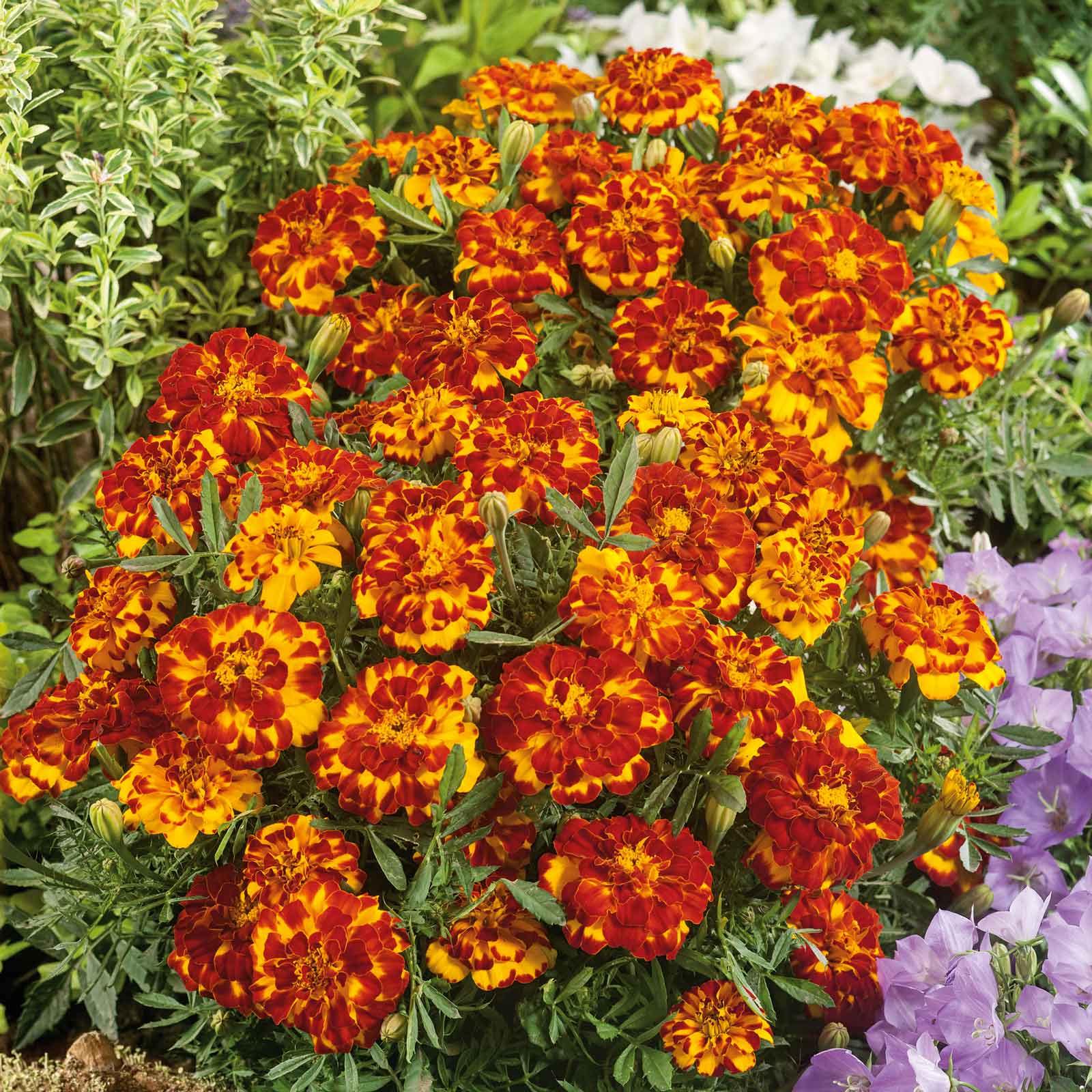 Marigold Seeds - French