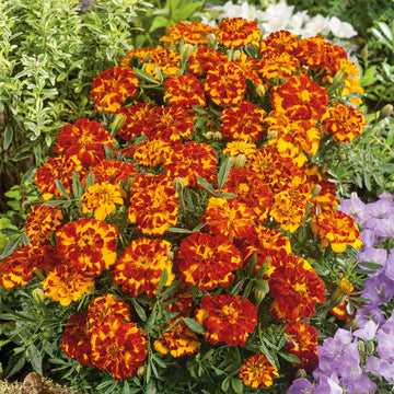 Marigold Seeds - French
