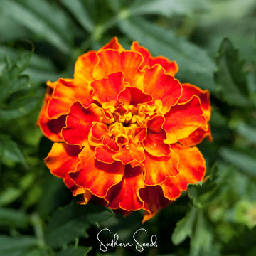 Marigold Seeds - French