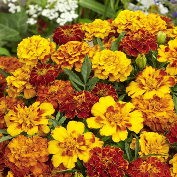 Marigold Seeds – Safari Mix