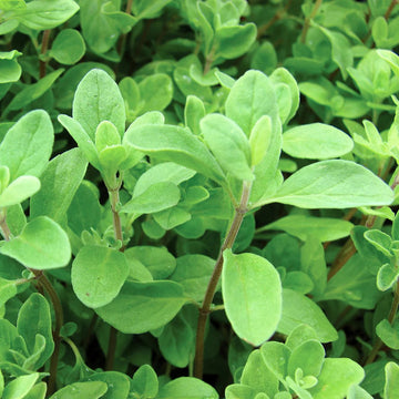 Marjoram Seeds
