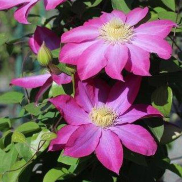 Clematis Seeds – Pink Champagne