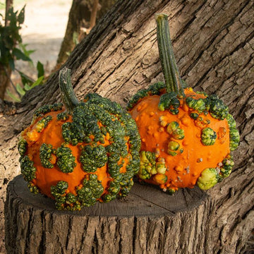 Pumpkin Seeds – Orange Knucklehead