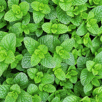 Mint Seeds