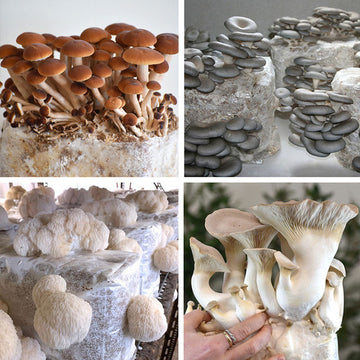 Mushroom Seeds – Mixed